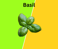 Basil
