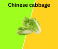 Chinese Cabbage