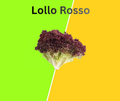 Lollo Rosso lettuce