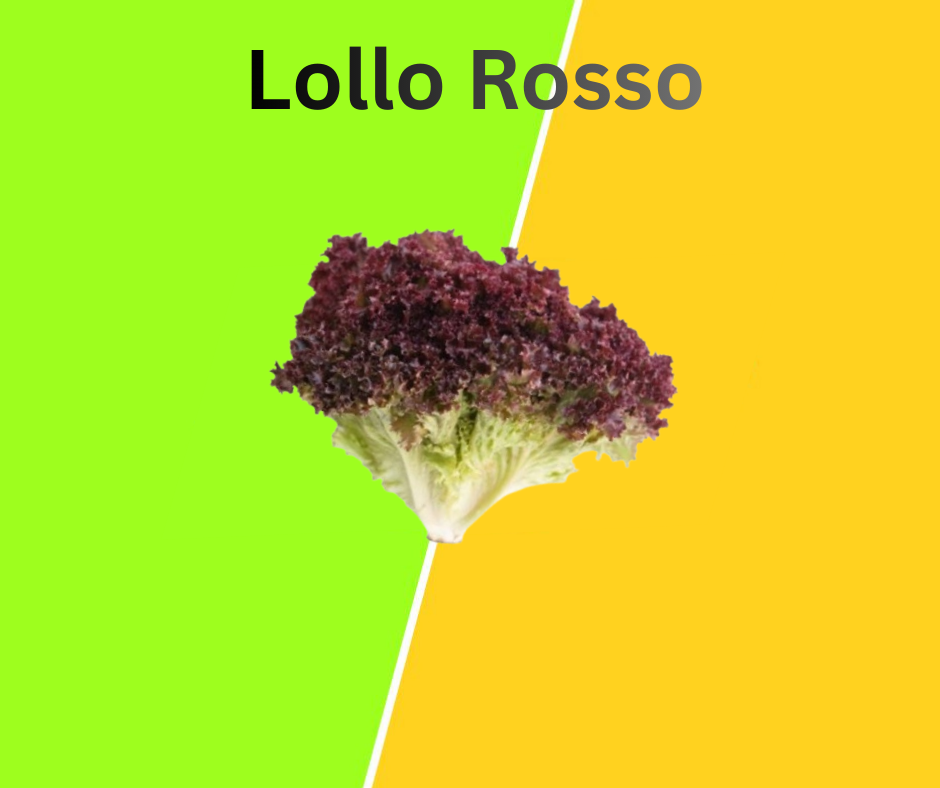 Lollo Rosso lettuce