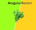 Arugula (Rocket)