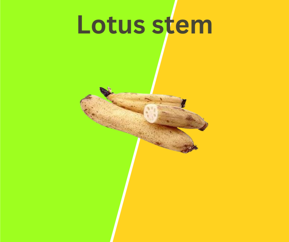 Lotus Stem 